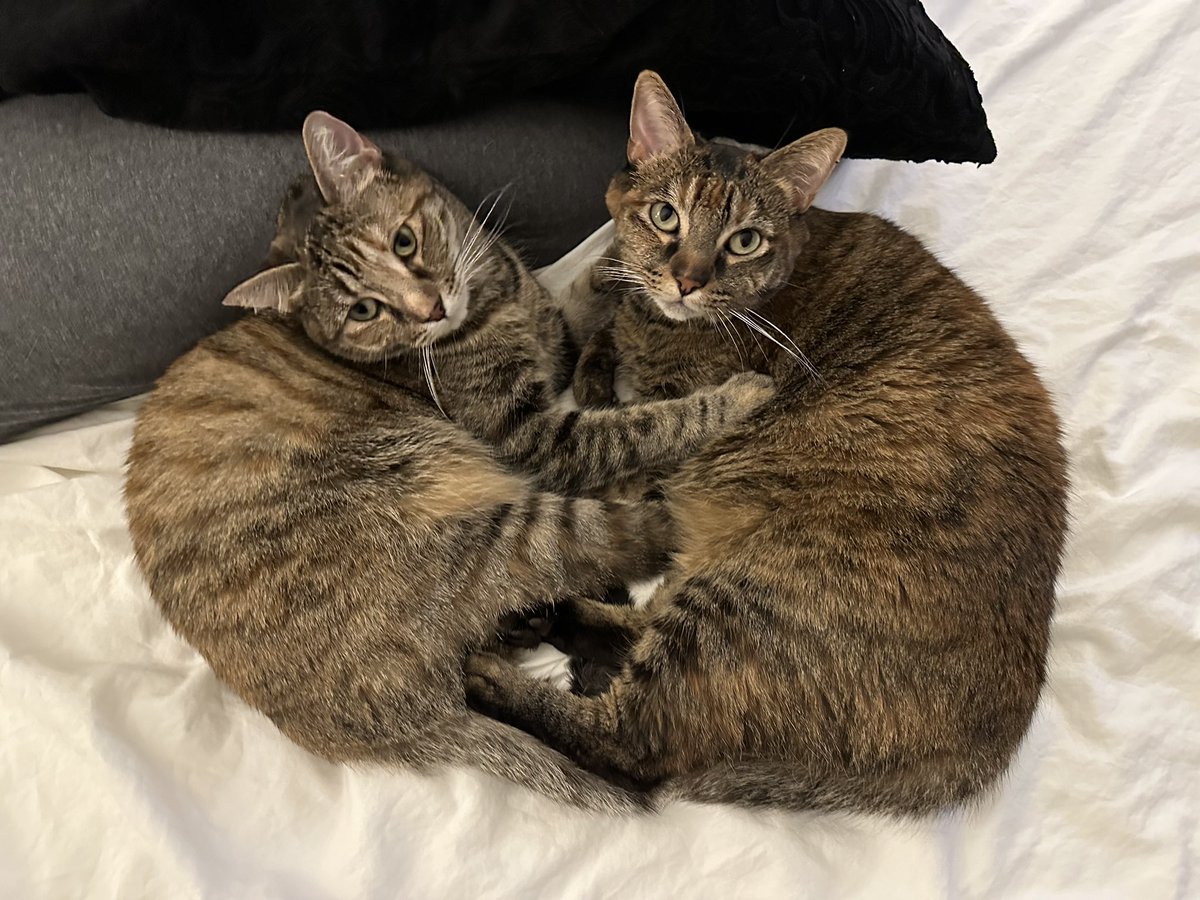 Michael Hess tweet media