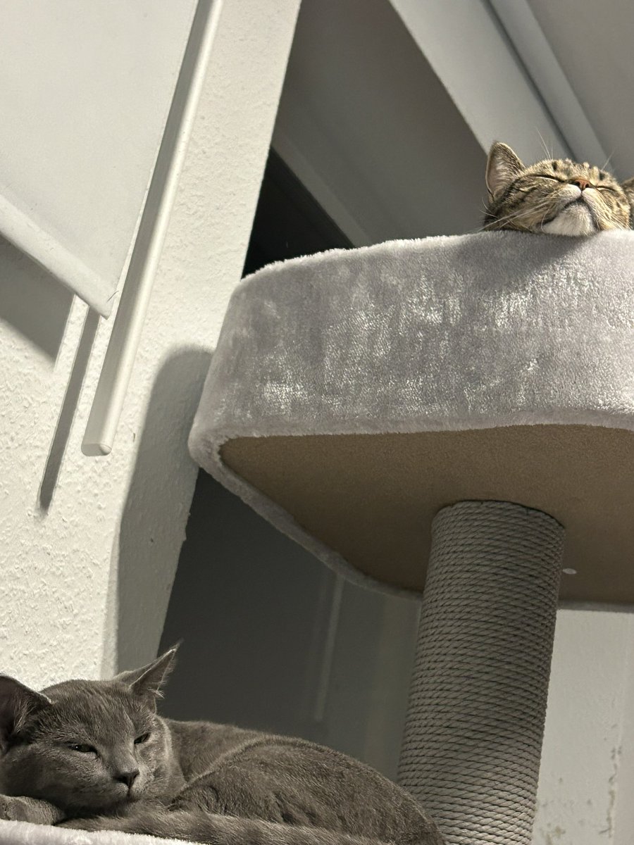 SGE azury tweet media