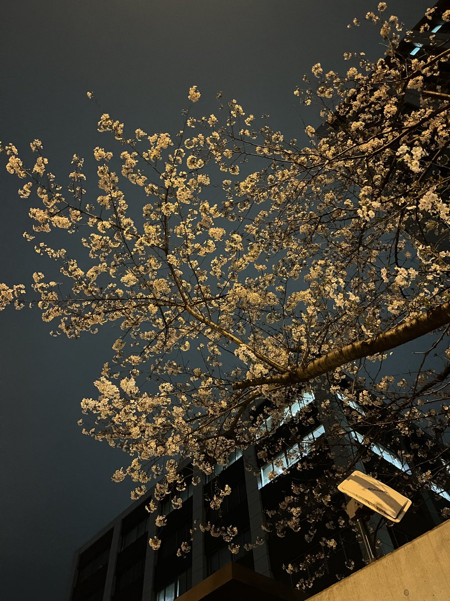 ちゃんこ鍋 tweet media