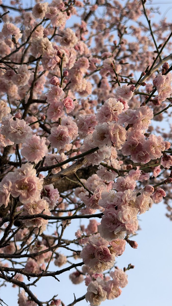عشوائيات ربيع كوريا 🌸🇰🇷