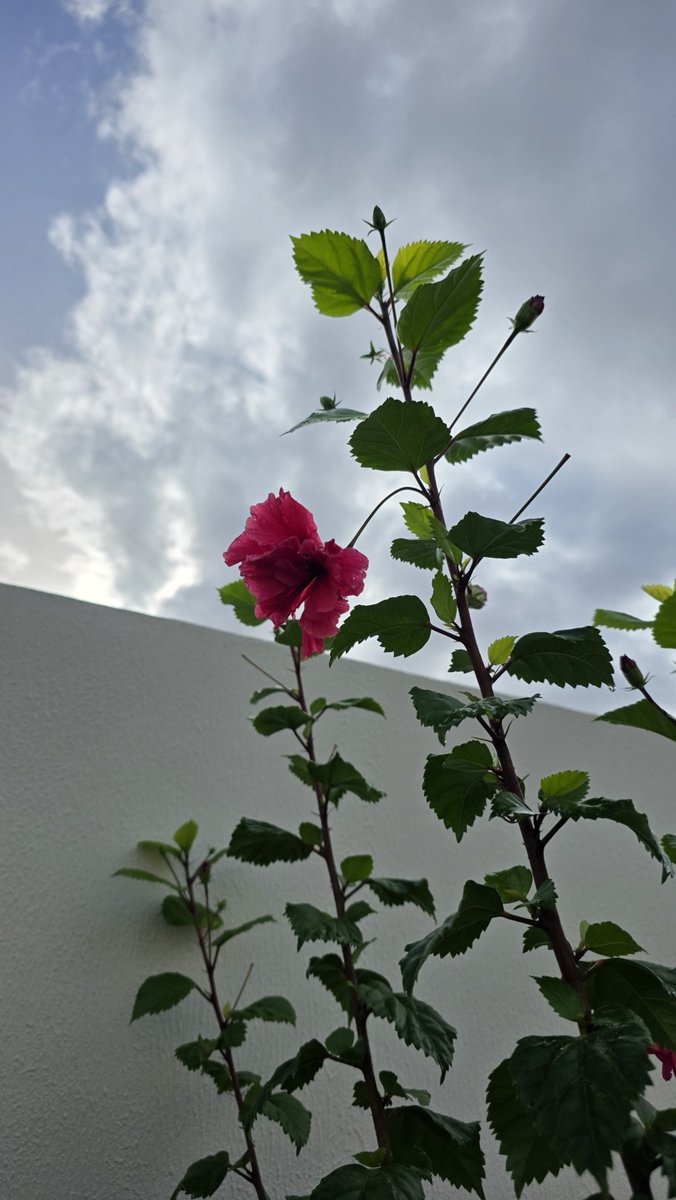 @90MAHMOOD90 ❤️ tweet media