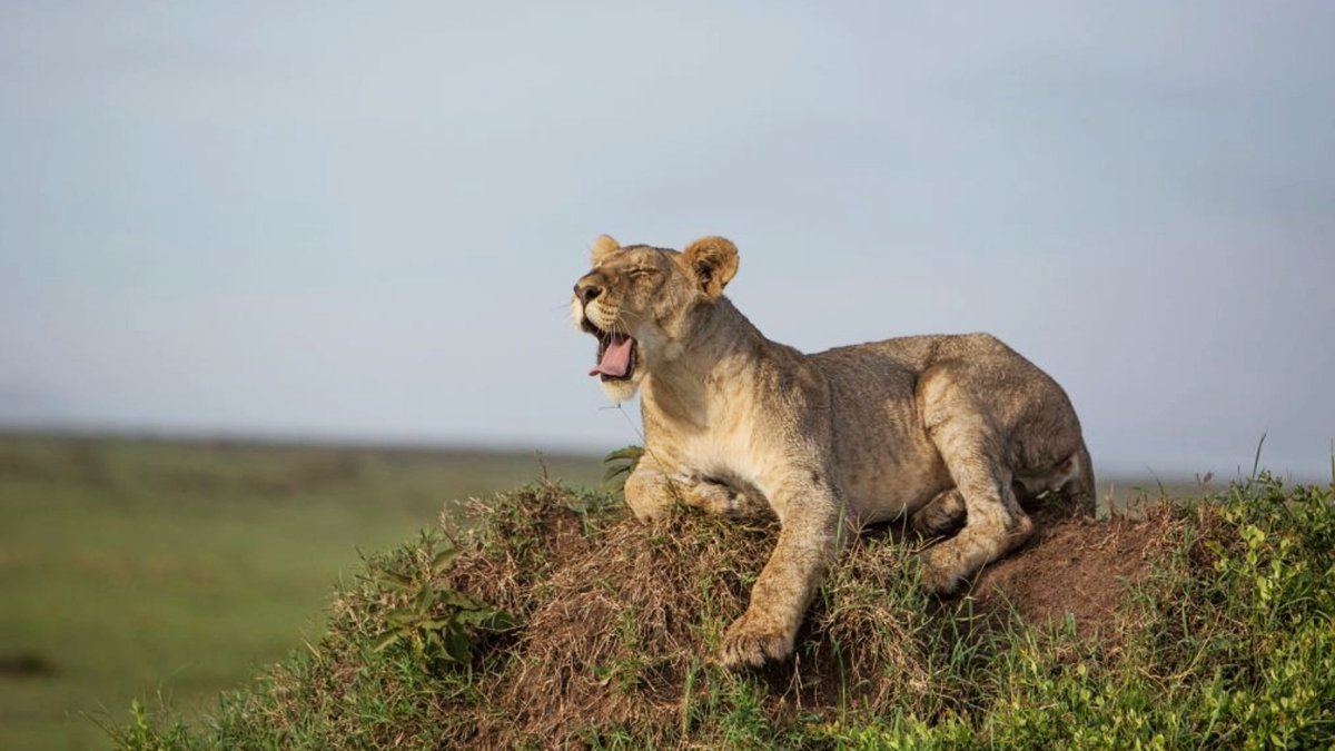 Born Free Foundation tweet media