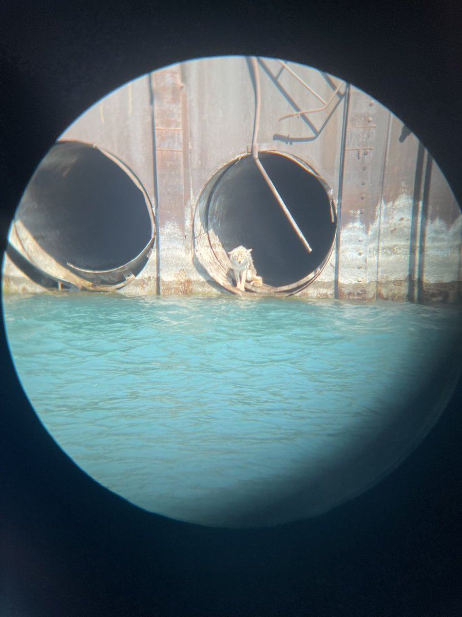 river 🐉🌃🌳 tweet media