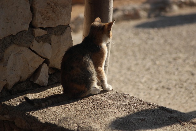 Jake Phillips tweet media