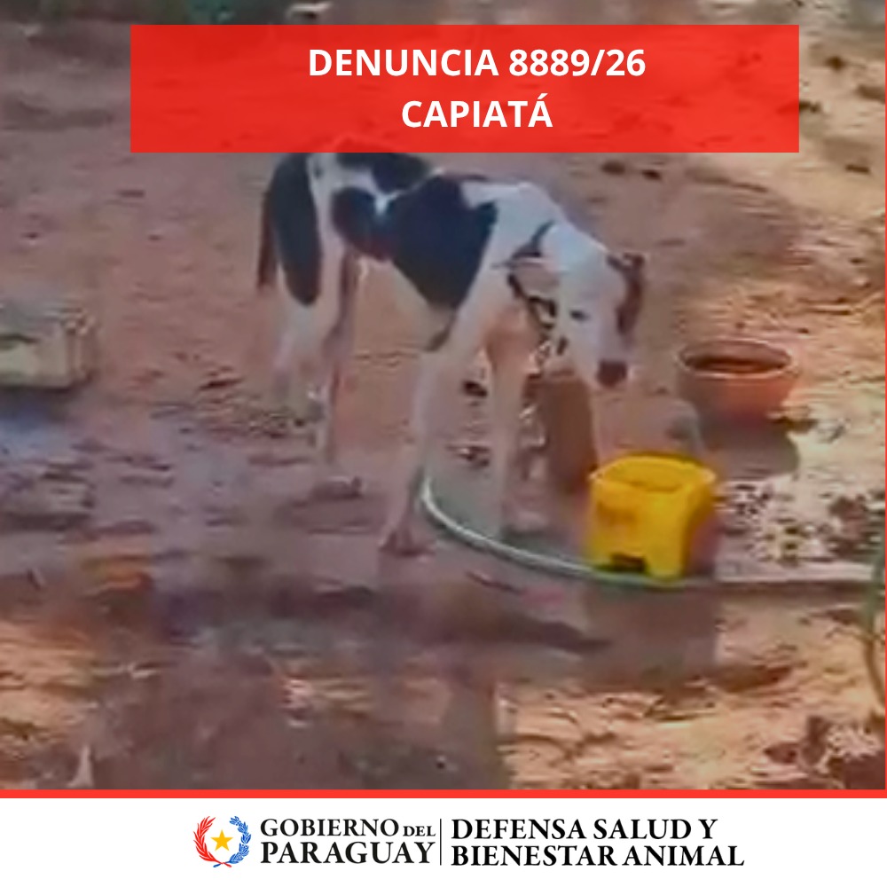 Dirección Nacional de Defensa Animal tweet media