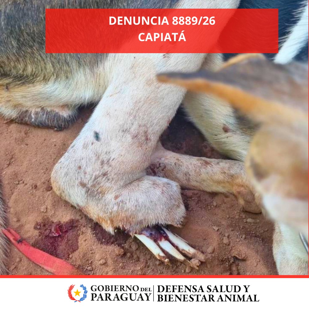 Dirección Nacional de Defensa Animal tweet media