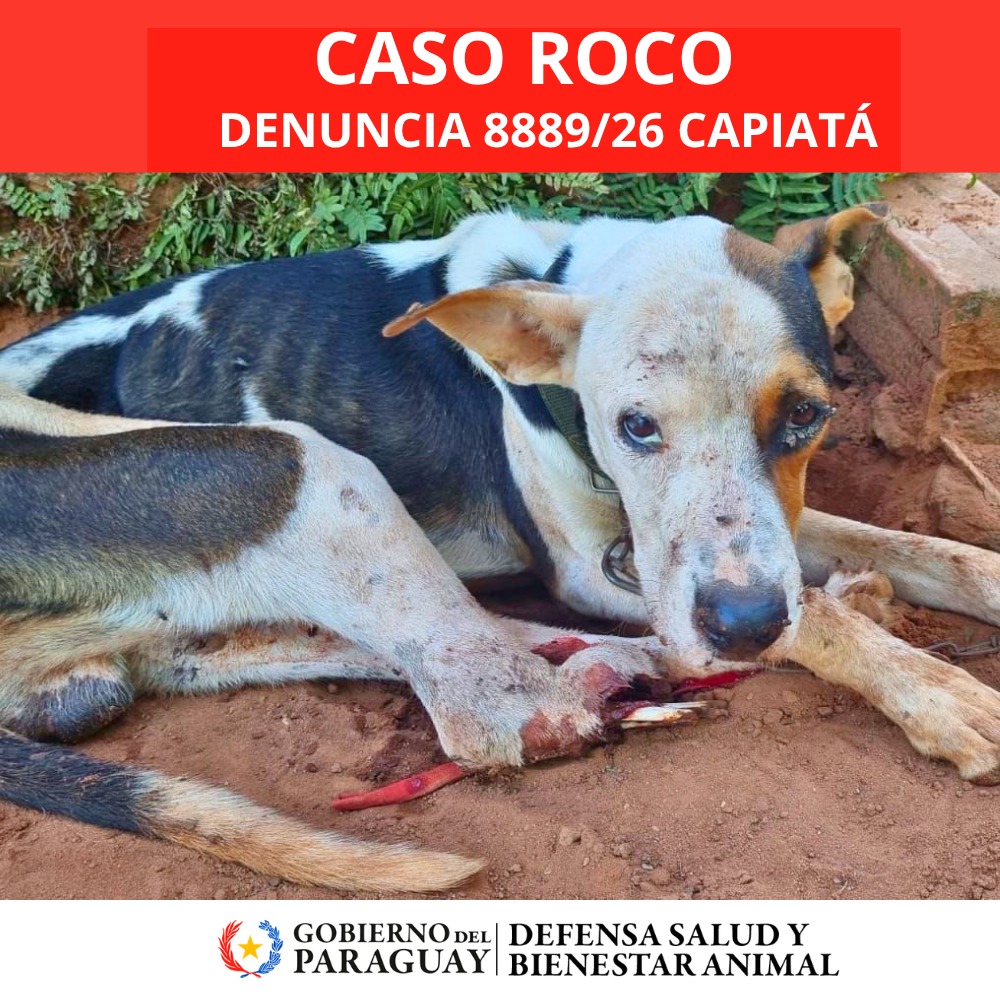 Dirección Nacional de Defensa Animal tweet media