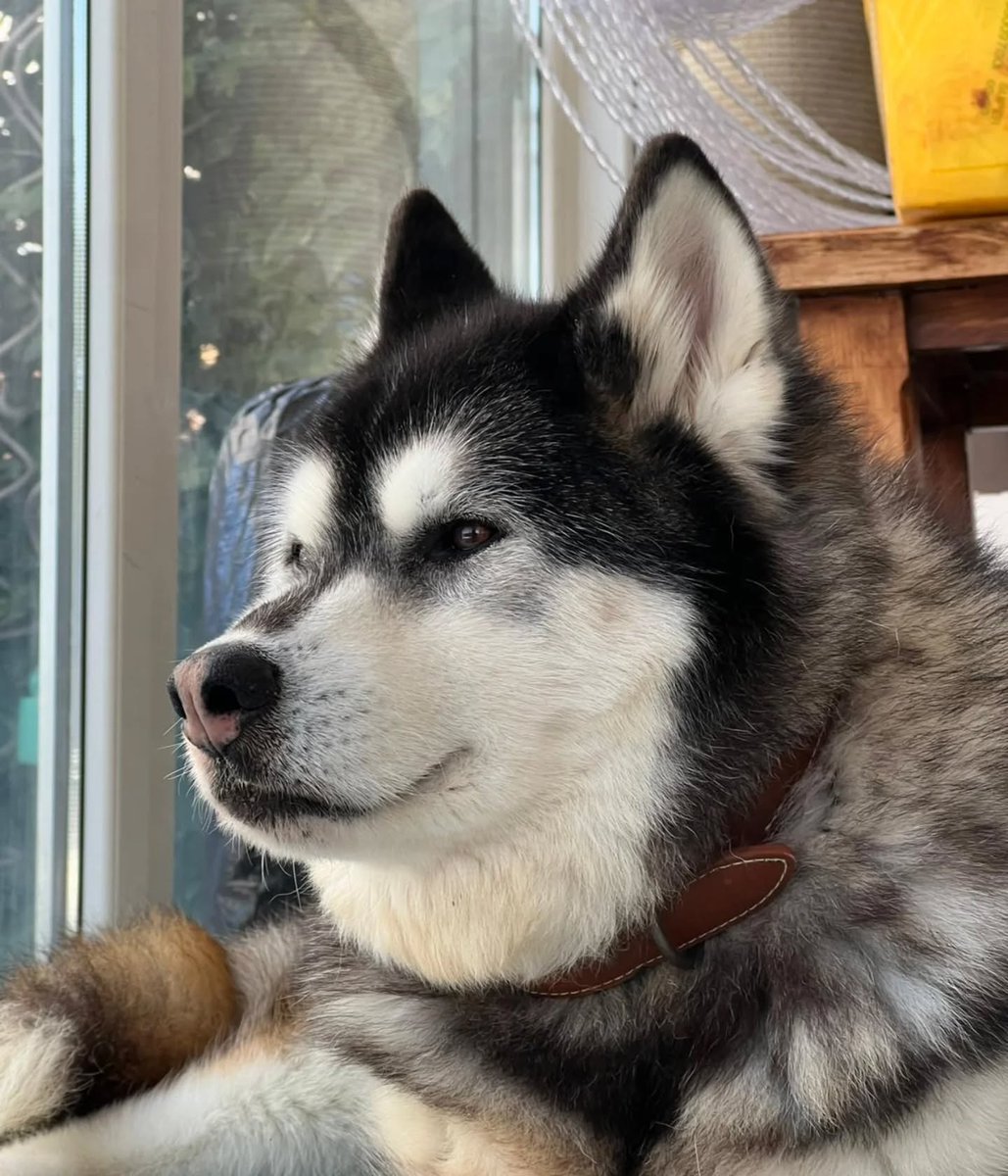 SOS Abuelos tweet media