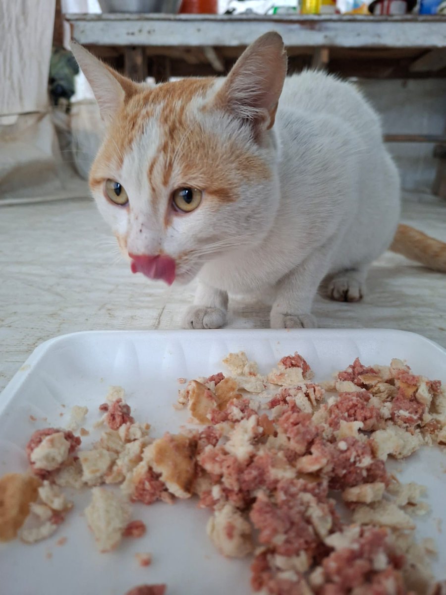 Ameen Aljbour tweet media