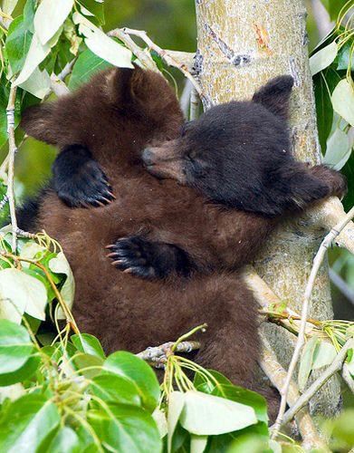 🐻 Bears Daily 🐻 tweet media