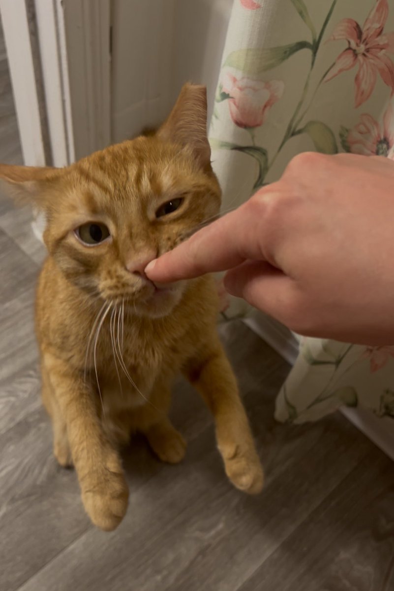 goob 🍞 tweet media