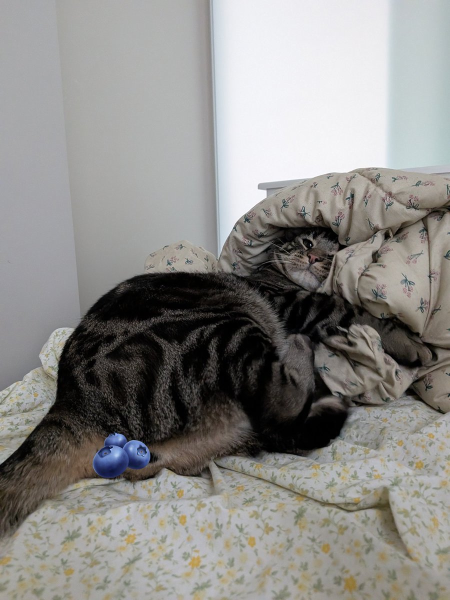 مسسا tweet media