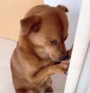 🌱Observer tweet media