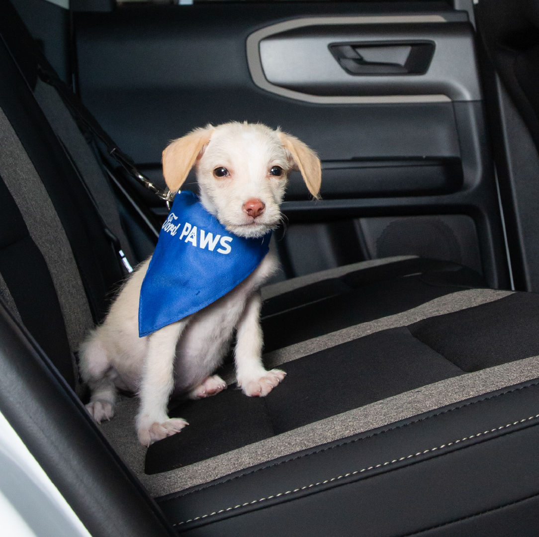 Ford Centroamérica y Caribe tweet media