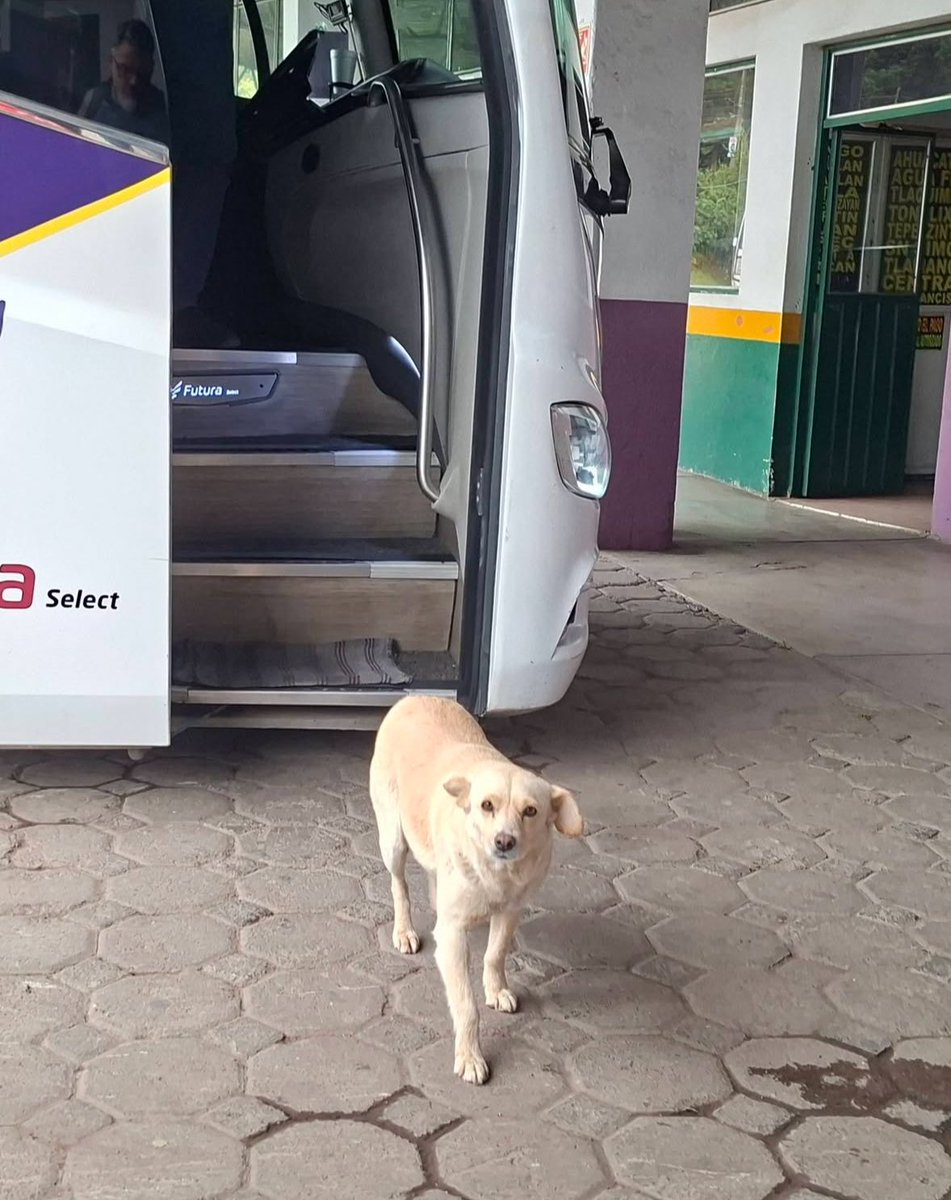 animalitos que alegran el día tweet media