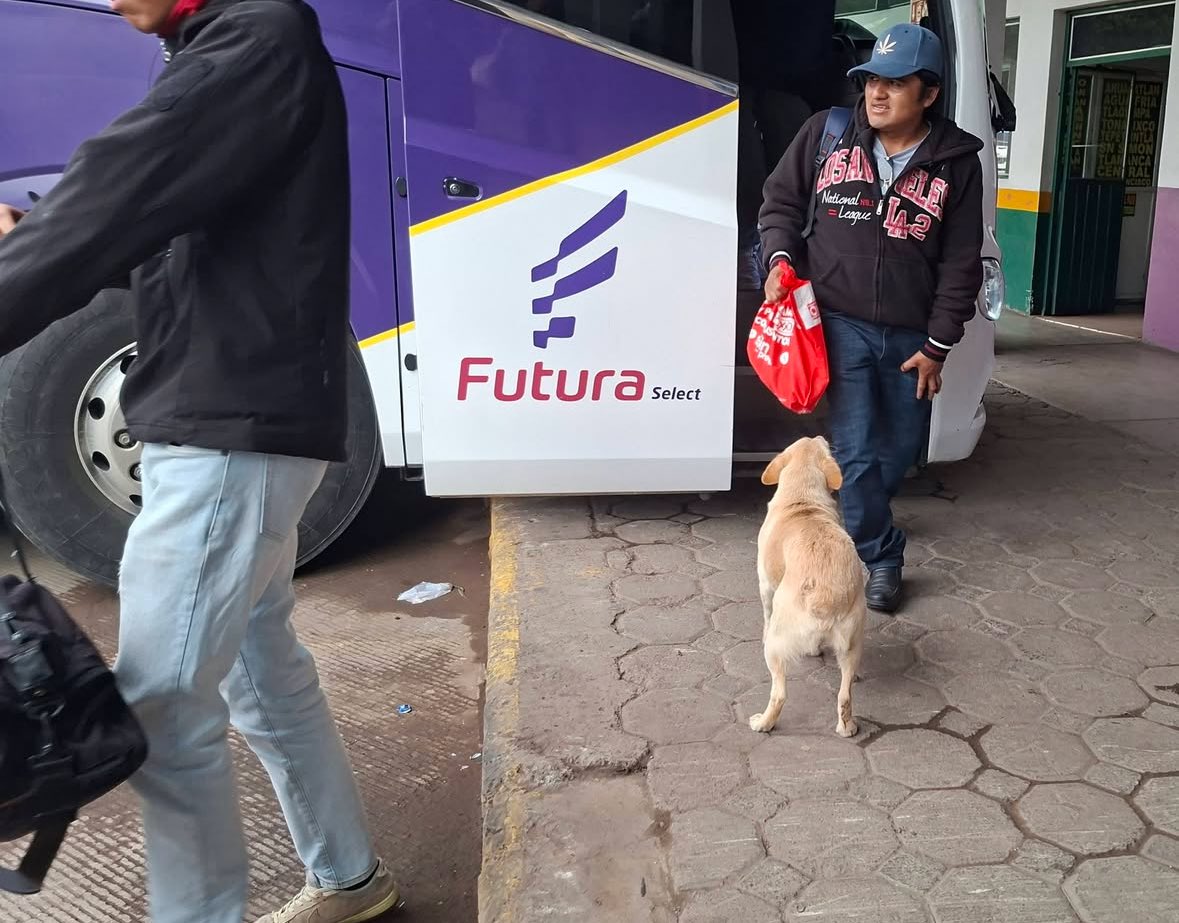 animalitos que alegran el día tweet media