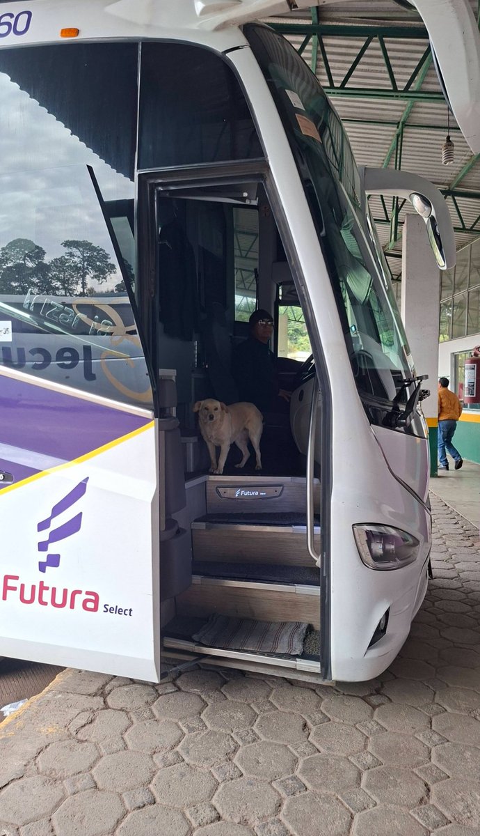 animalitos que alegran el día tweet media