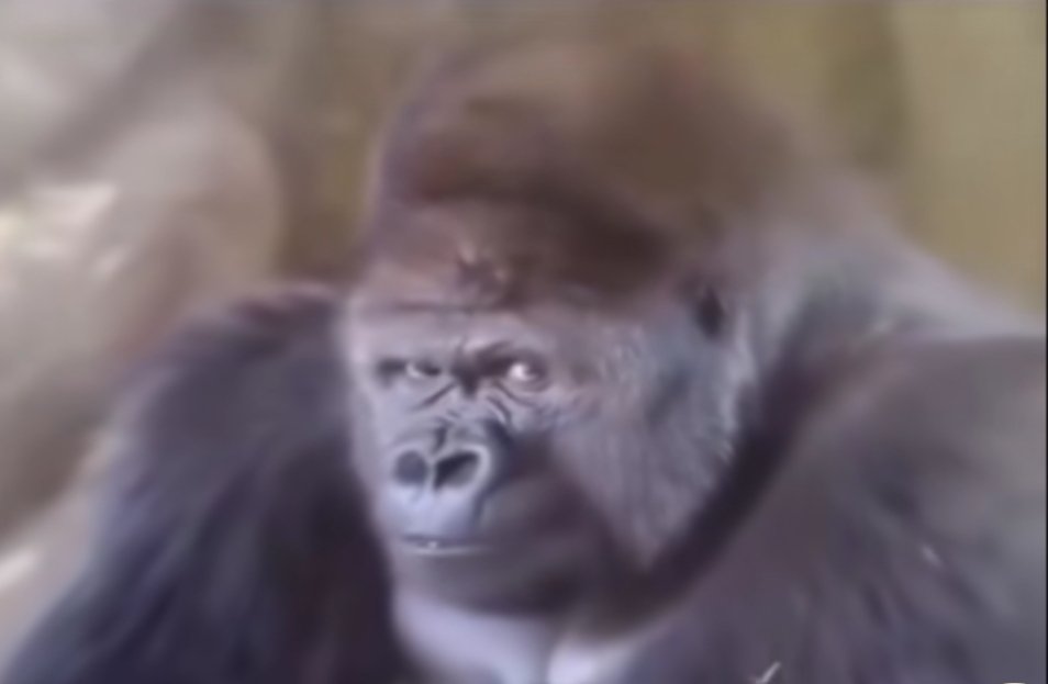 🌱Observer tweet media