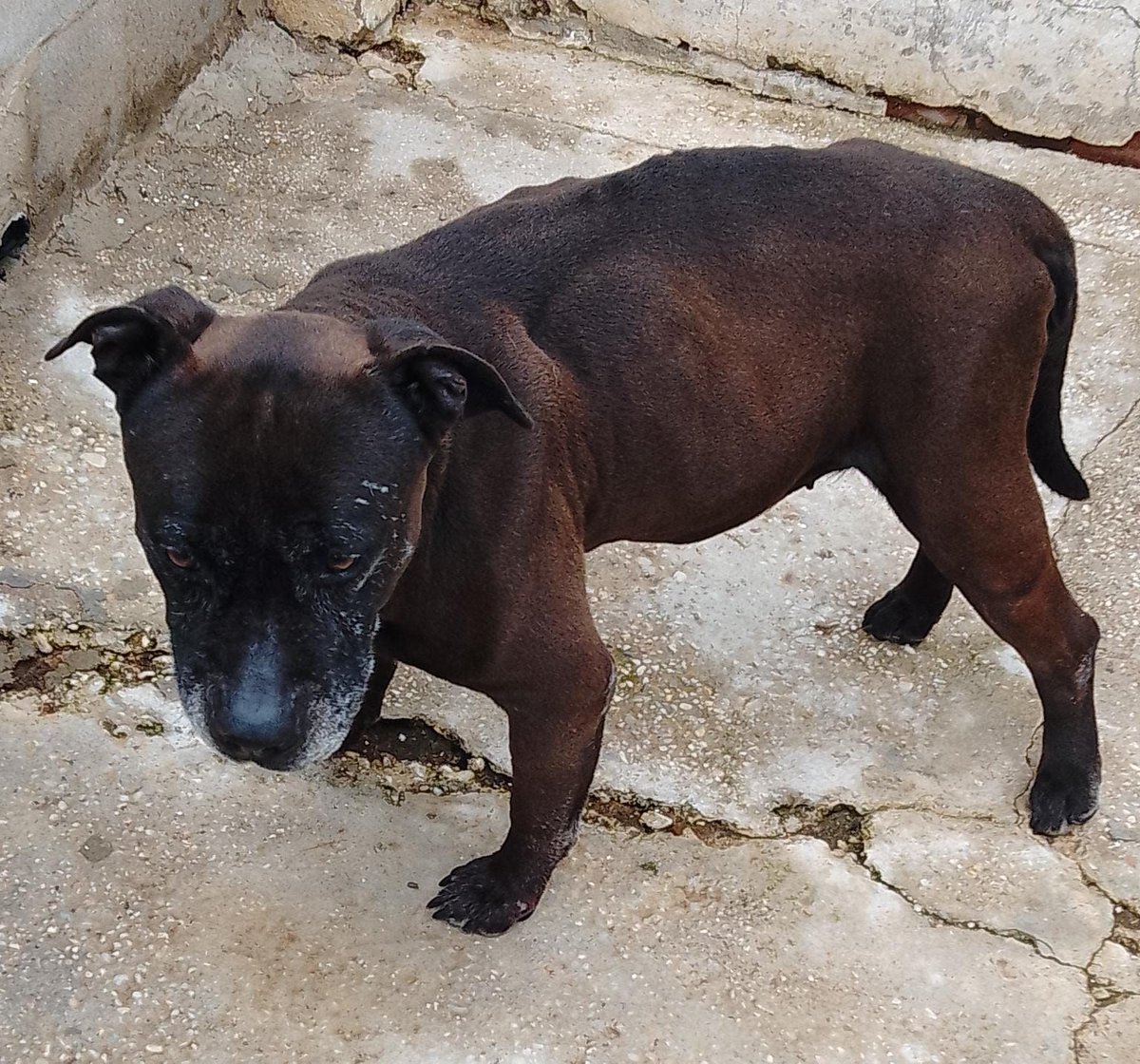 SOS Abuelos tweet media