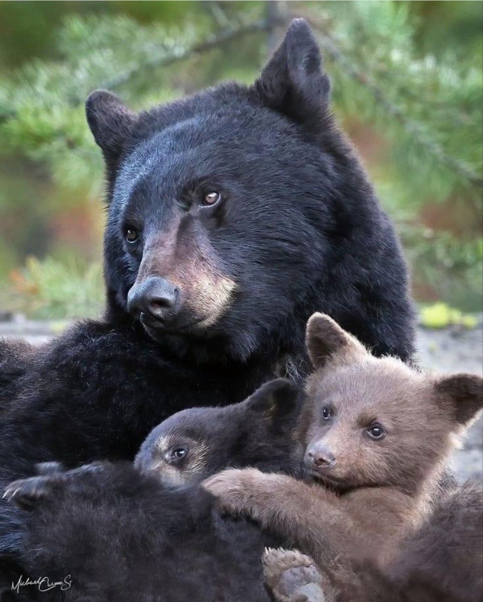 🐻 Bears Daily 🐻 tweet media