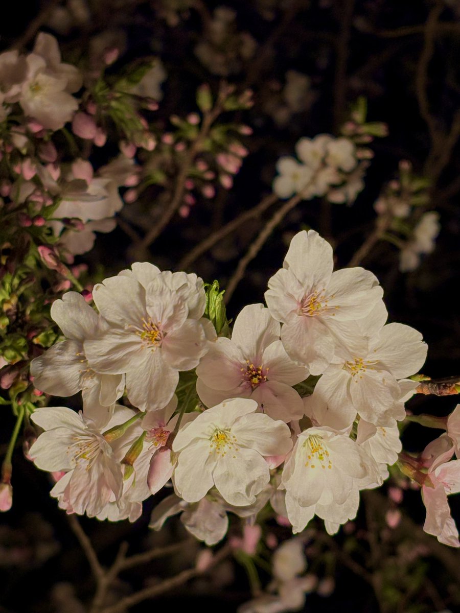 （シuガr）sugar0904Twitch tweet media