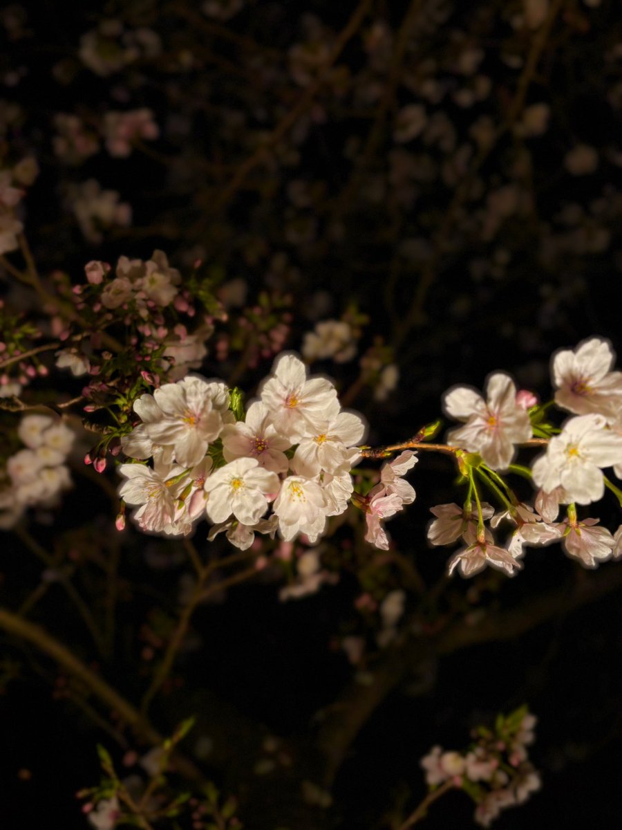 （シuガr）sugar0904Twitch tweet media