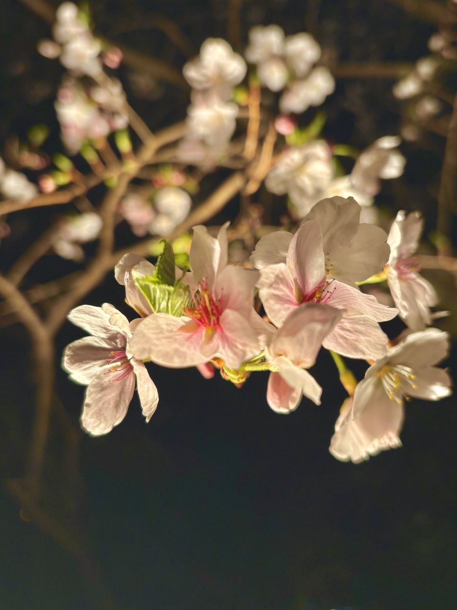 （シuガr）sugar0904Twitch tweet media