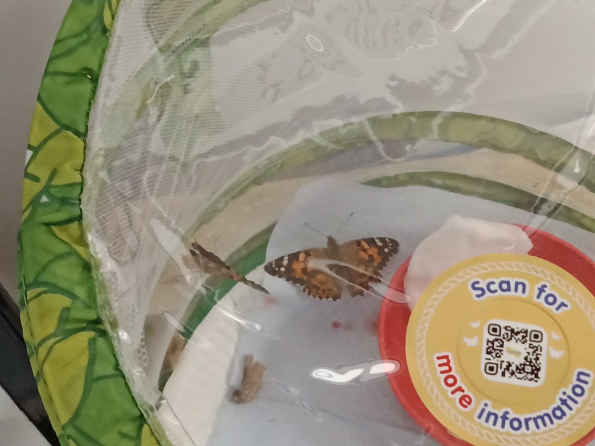 MrsRSGC's tweet photo. Reception were so excited to discover our butterflies had emerged today! We had some wonderful discussions about how we care for them now before we can release them. @MrGSGC https://t.co/lwGjH1tylB