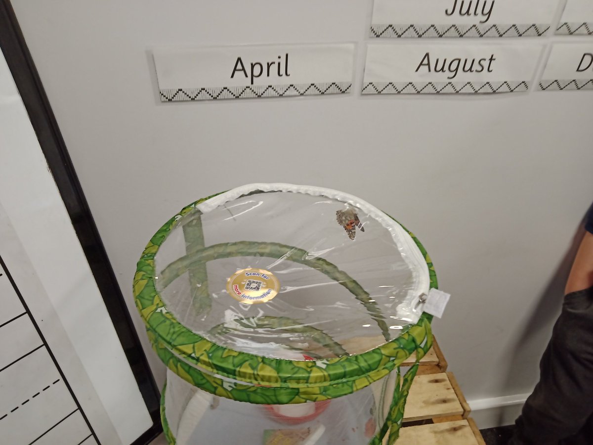 MrsRSGC's tweet photo. Reception were so excited to discover our butterflies had emerged today! We had some wonderful discussions about how we care for them now before we can release them. @MrGSGC https://t.co/lwGjH1tylB