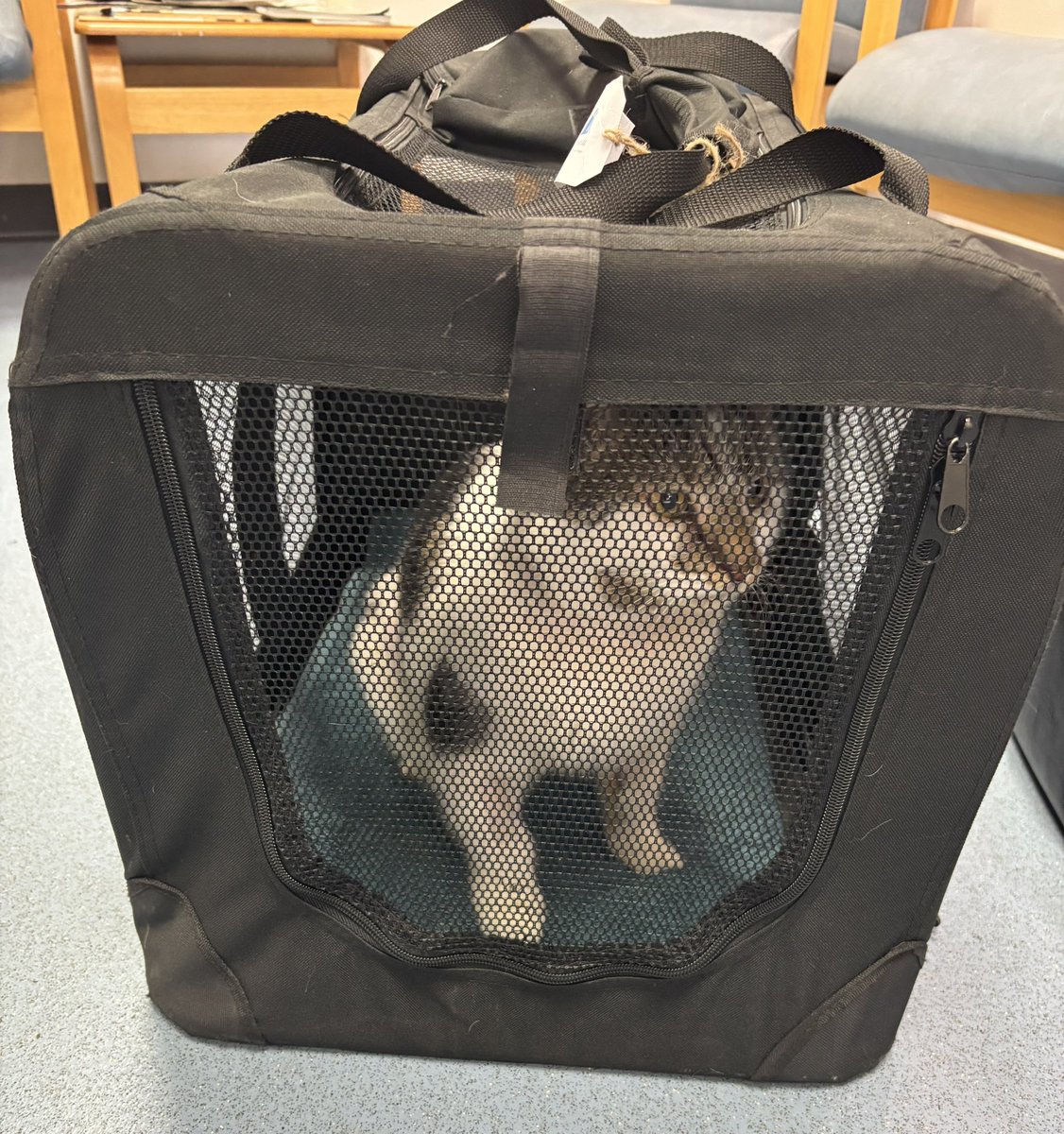 Princess Morgan and Lady Evie tweet media