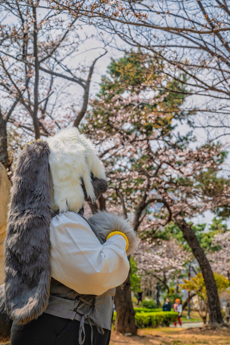 셀리니 🔜 3부코, 퍼클 tweet media