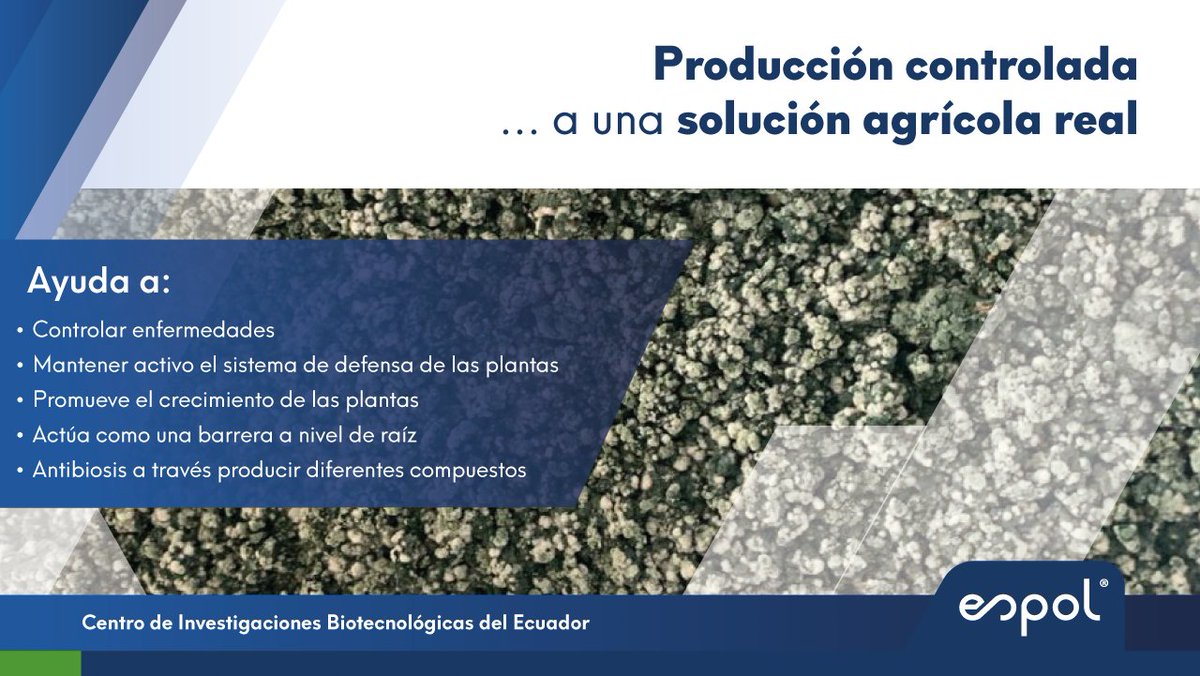 cibe_espol's tweet photo. 🌱🔬 En CIBE–ESPOL impulsamos soluciones biotecnológicas para una agricultura sostenible.

Desarrollamos y escalamos #Trichoderma spp. para control biológico, integrando microbiología y bioprocesos desde laboratorio hasta campo.
Desde condiciones controladas de laboratorio hasta su validación e implementación en campo. 

📩 ¿Interesado? servicioscibe@espol.edu.ec | cibe@espol.edu.ec