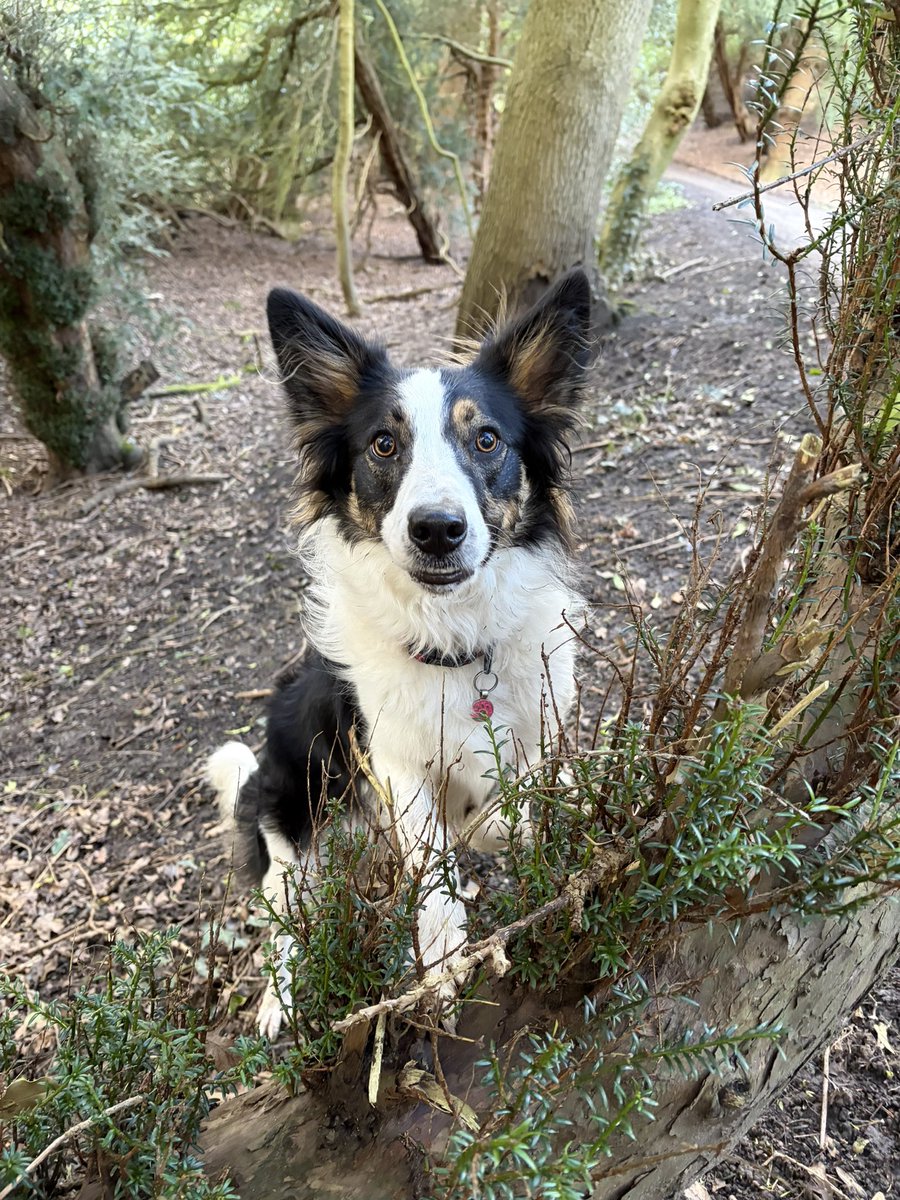 Puppy Bess and Auntie Kes tweet media