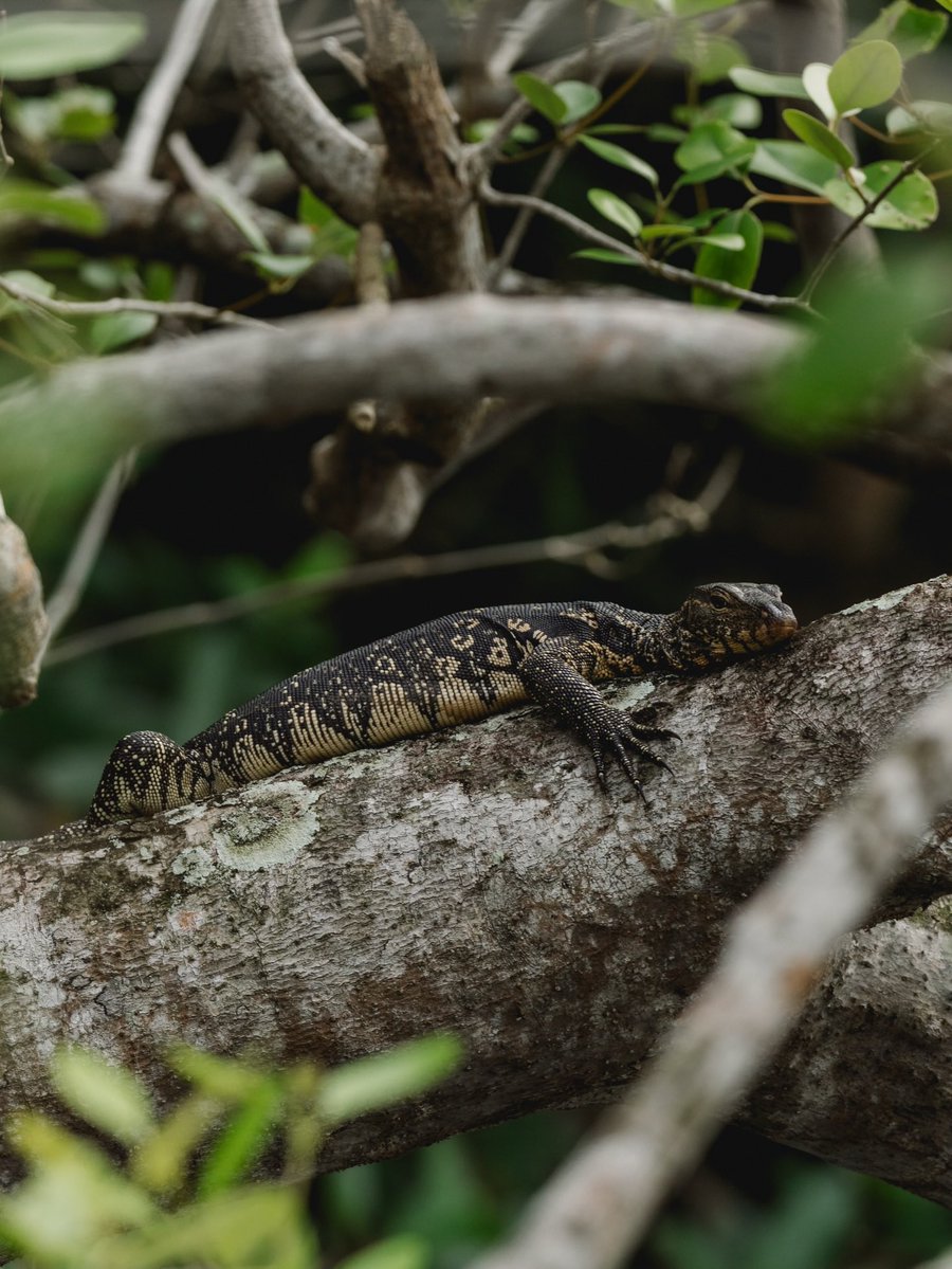 رحال tweet media