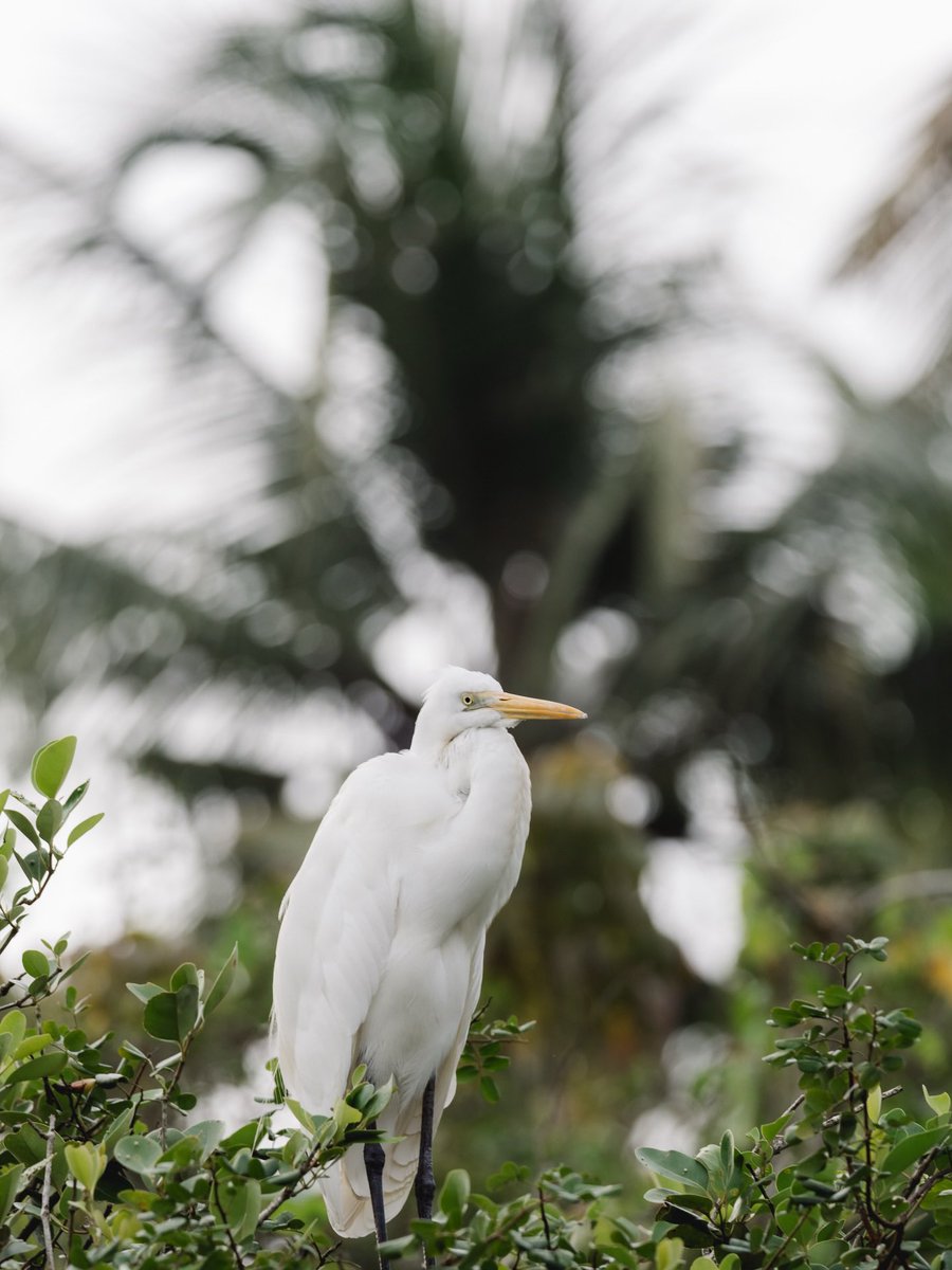 رحال tweet media