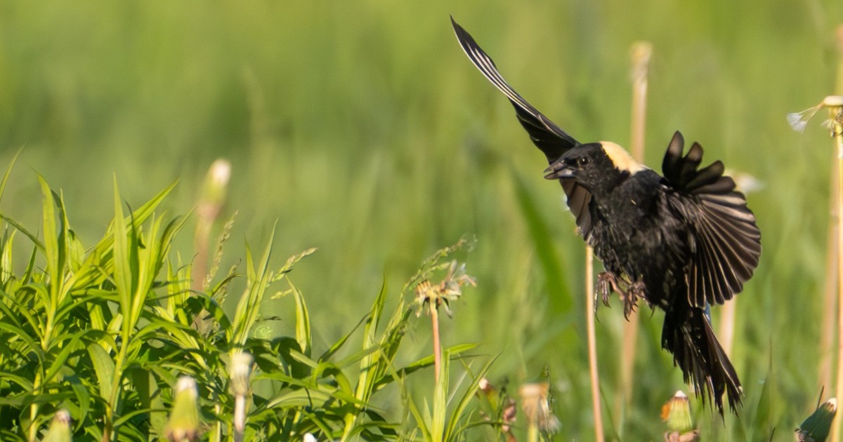 Purdue Agriculture tweet media