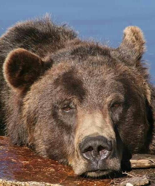 🐻 Bears Daily 🐻 tweet media