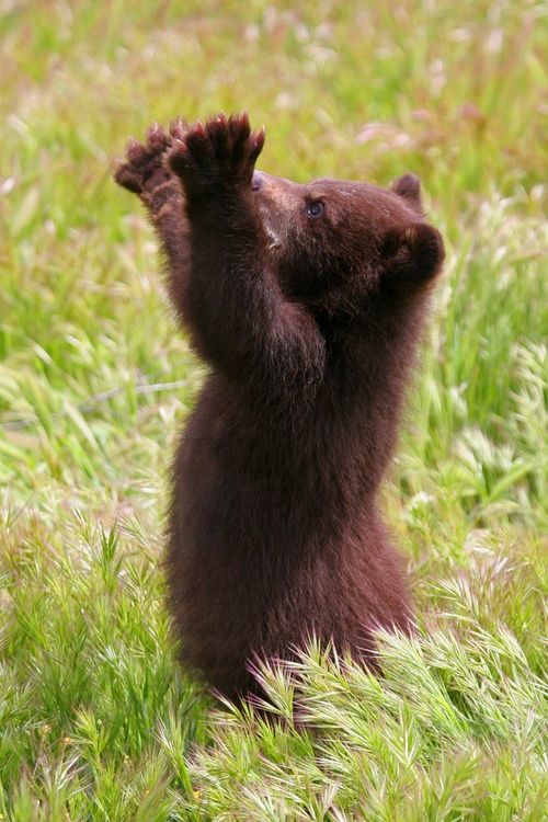 🐻 Bears Daily 🐻 tweet media