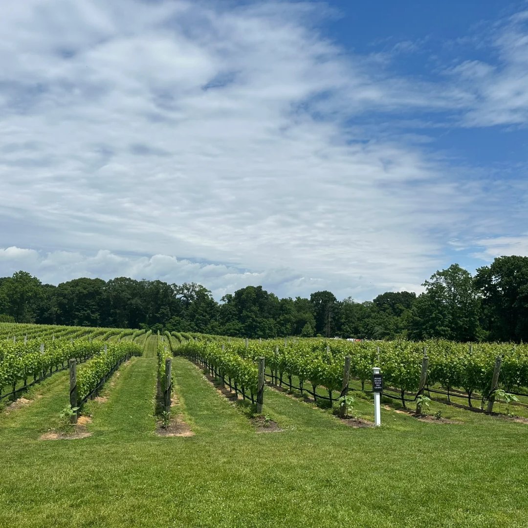 Cherry_ccccl's tweet photo. I checked out a winery on Long Island called Del Vino Vineyards. https://t.co/UnWHp5paqt