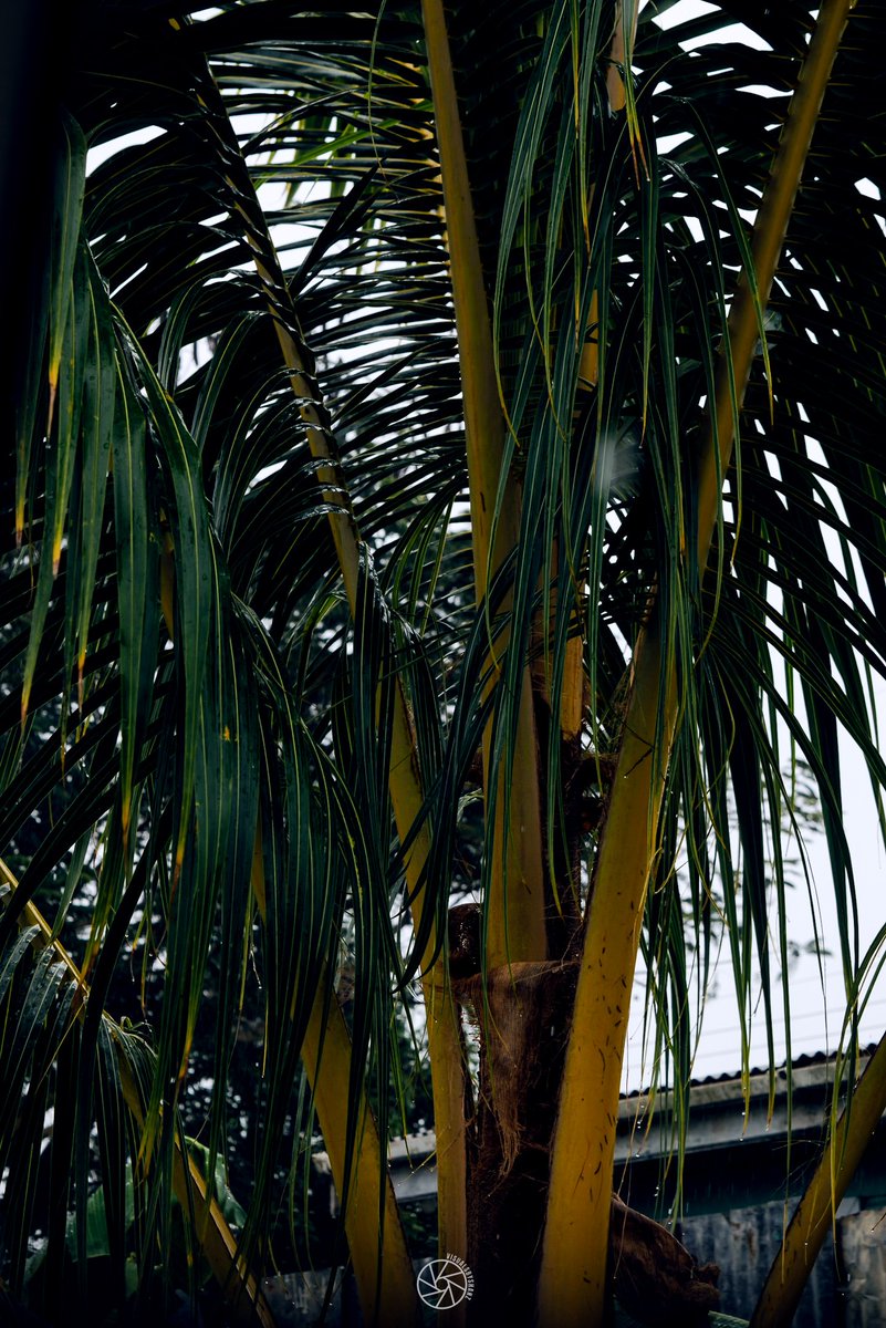 visualsbyshanz's tweet photo. It has been a while so here's a simple rainy day photo from last month https://t.co/1Nho473i6q