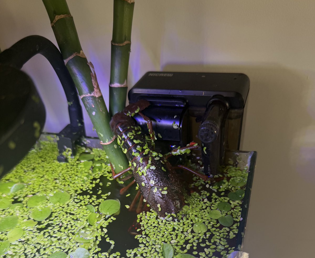 Miya Shay tweet media