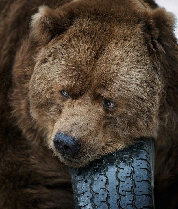 🐻 Bears Daily 🐻 tweet media