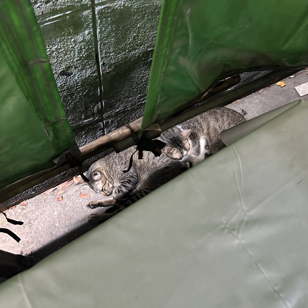 plüb ☆☆ tweet media