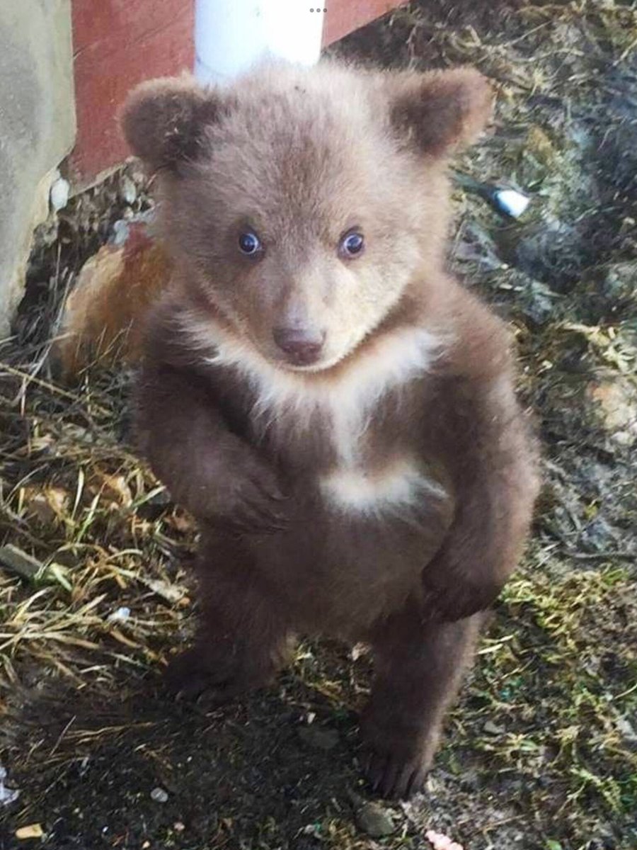 🐻 Bears Daily 🐻 tweet media