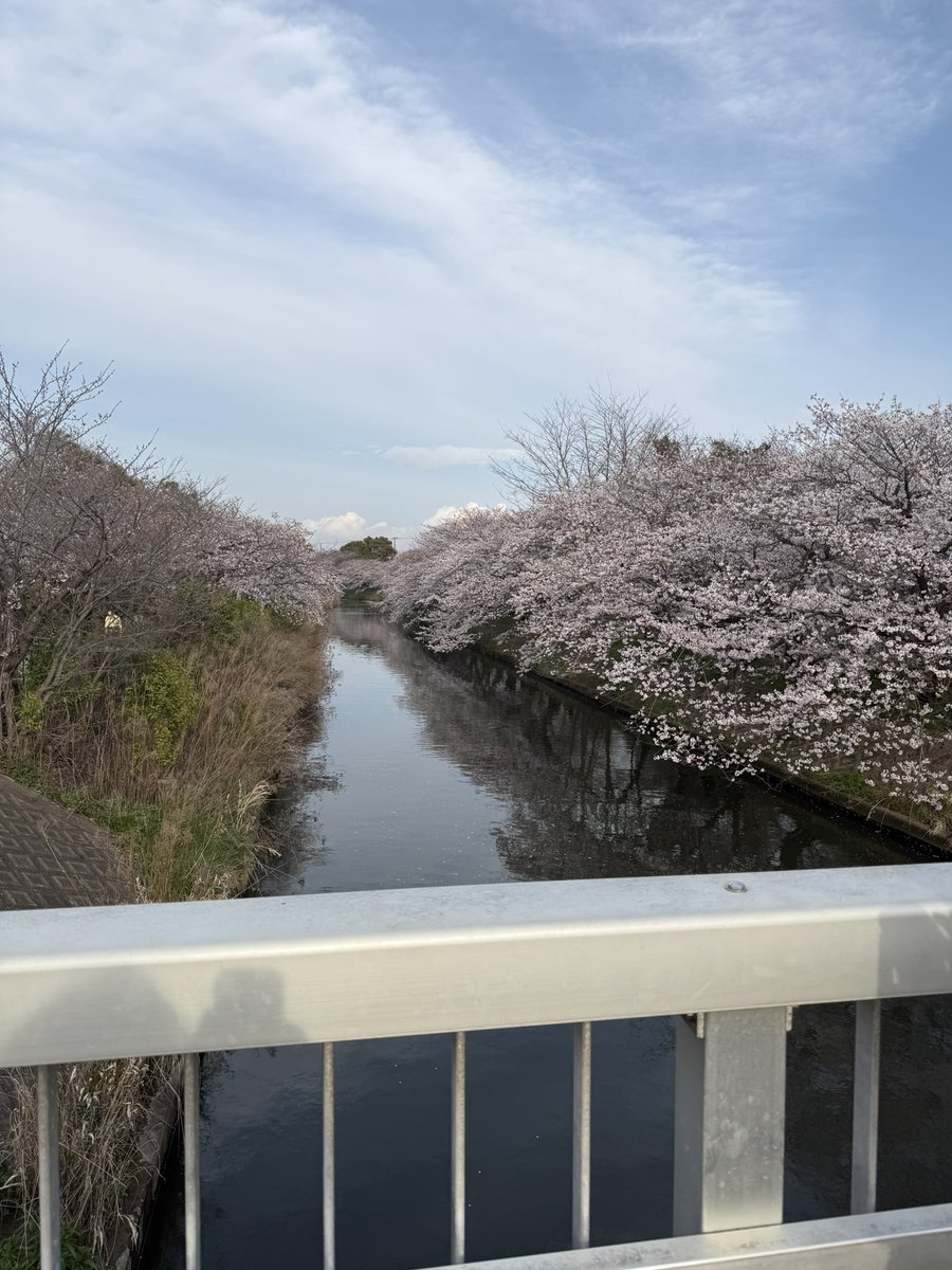 ttr0706's tweet photo. 桜！ https://t.co/Z1w57sm7gL