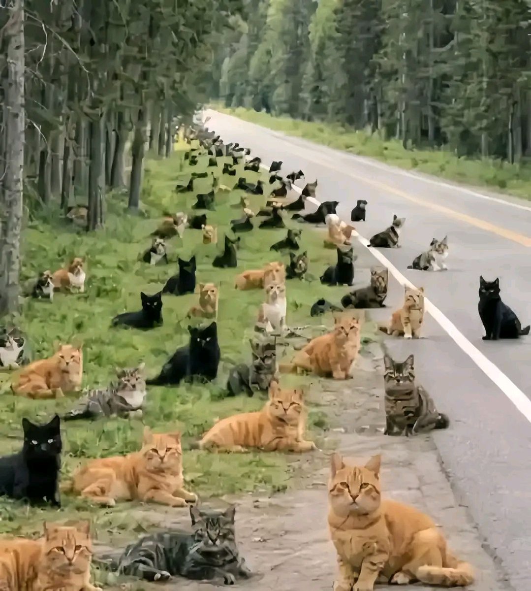 The pets only 🐾 tweet media