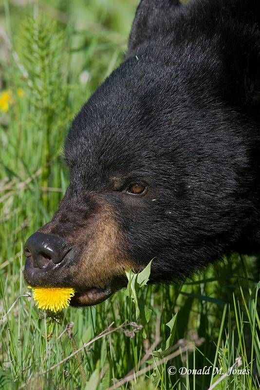 🐻 Bears Daily 🐻 tweet media