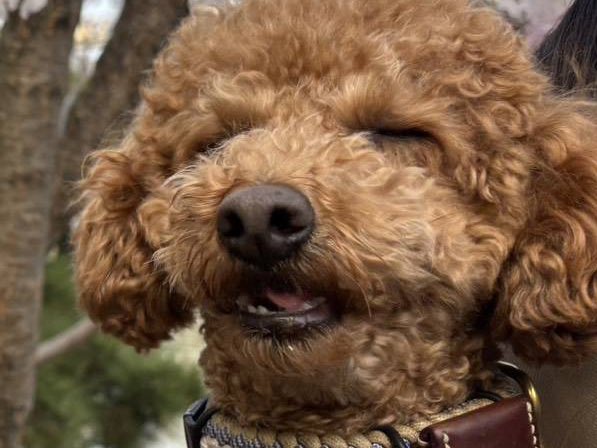 _tpdl's tweet photo. 昨日行った公園で撮ったうちの犬があまりにもくしゃみをする寸前の顔ですごく愛らしい https://t.co/ucZIJPcAJX