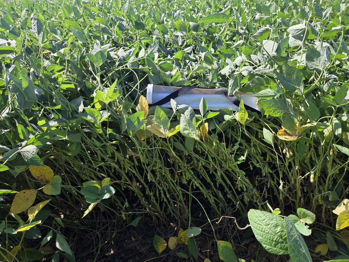 Renzo Basso 🌽🌾🌱🚜📸 tweet media