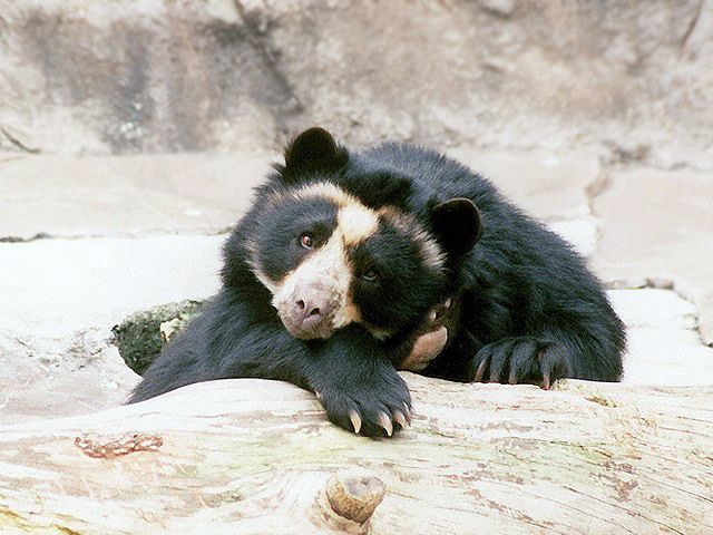 🐻 Bears Daily 🐻 tweet media